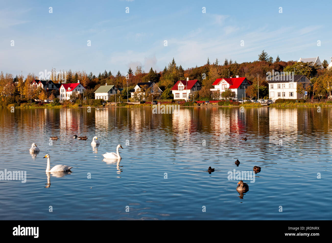 Les canards et oies de la baignade à la lac Tjornin à Reykjavik. L'Islande. Banque D'Images