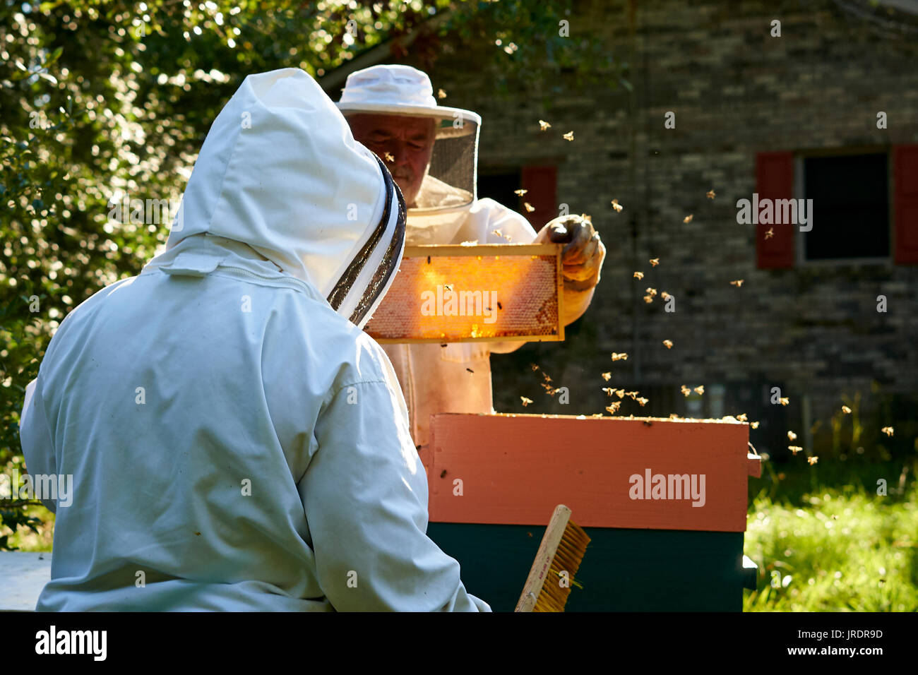 La couleur dorée du miel est le prix que les apiculteurs sont à la recherche. Jim et Patti Butler de Vernon Alabama soyez prêt à extraire le miel de la Banque D'Images