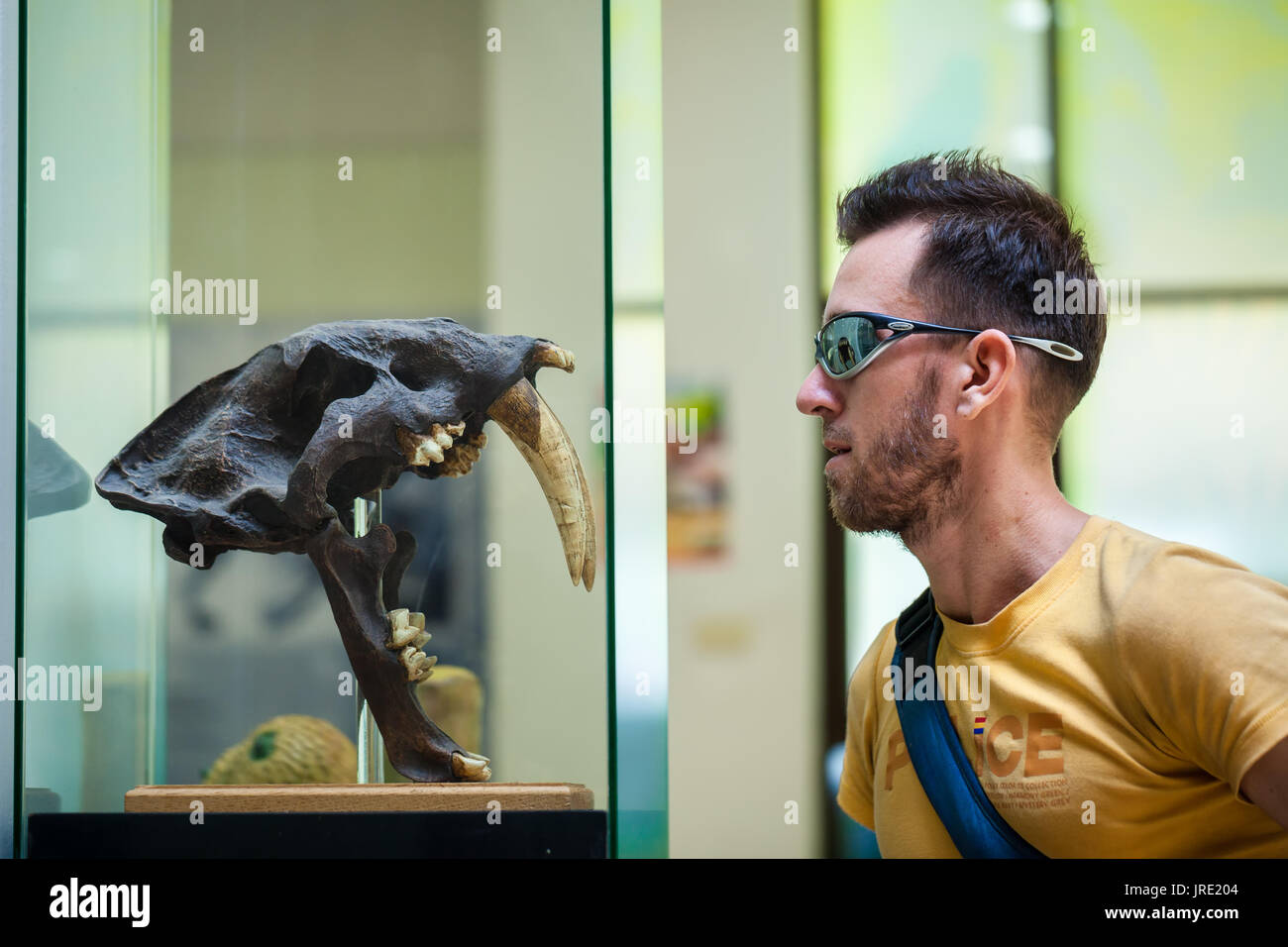 Un mâle homme'examine le crâne d'un tigre à dents de sabre au musée d'histoire naturelle de Thaïlande Banque D'Images
