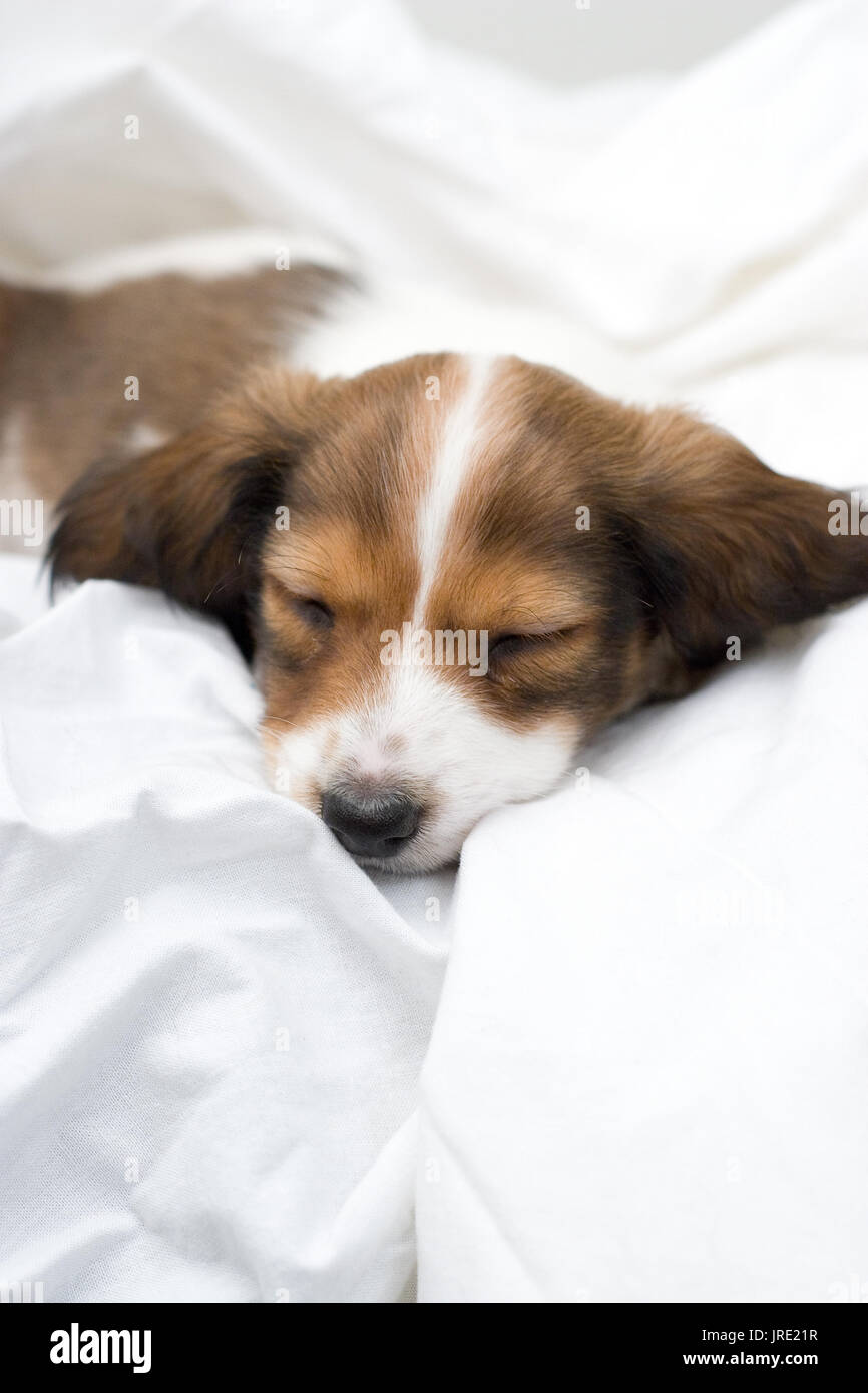 Tan et blanc/marron chiot teckel dormir dans des draps blancs Banque D'Images