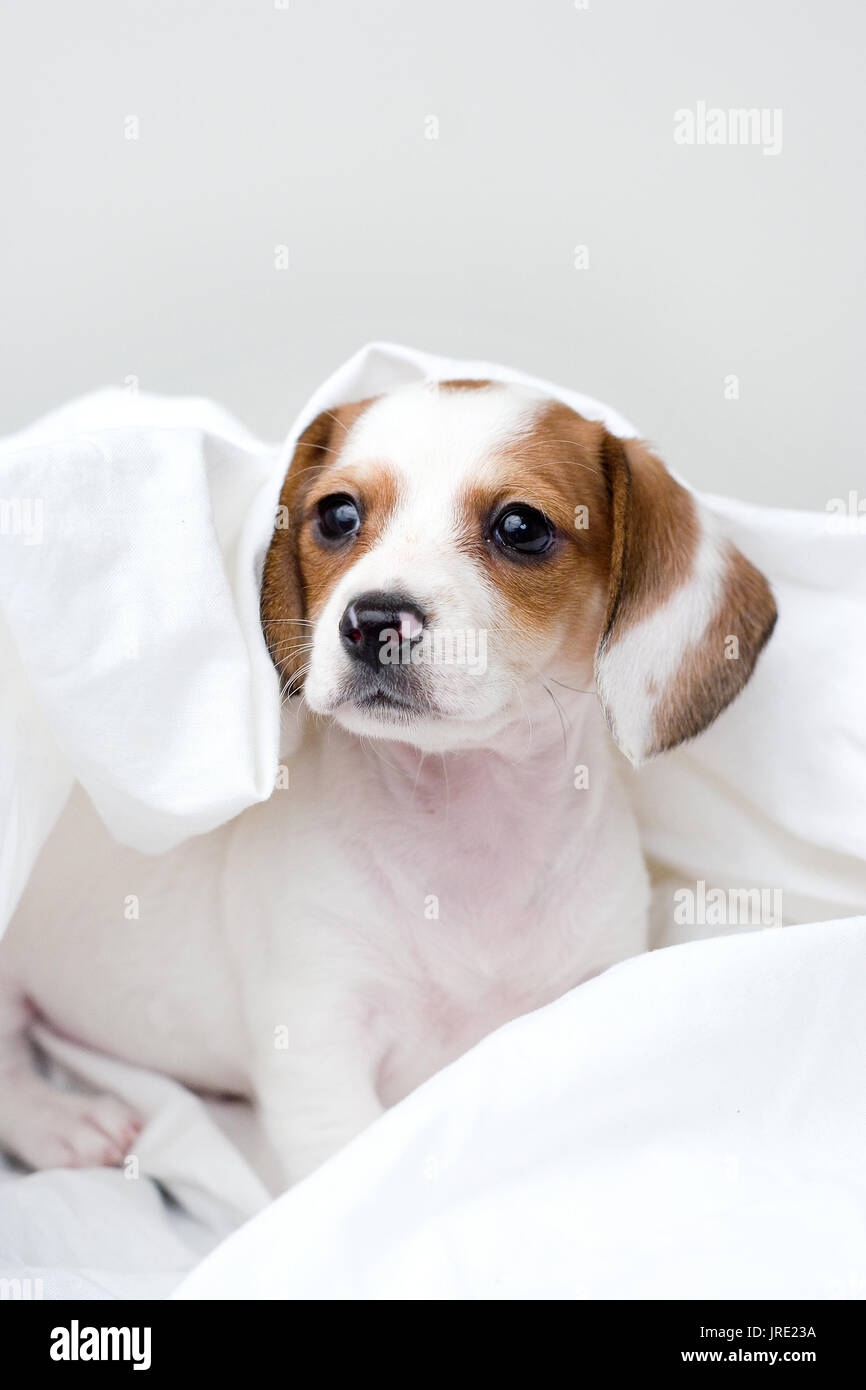 Tan et blanc/marron chiot teckel dormir dans des draps blancs Banque D'Images