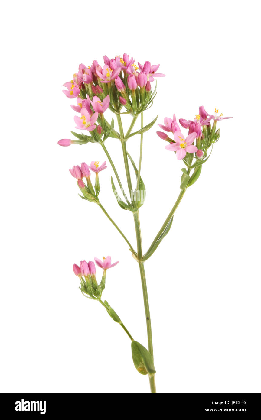 Européen Commun ou centuary, Centaurium erythraea, wid flower isolated on white Banque D'Images
