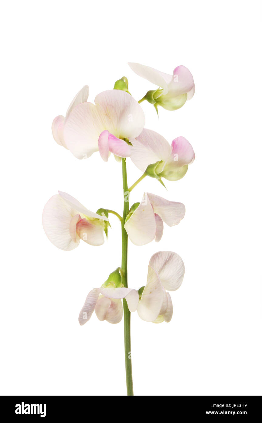 Fleurs de pois sucré éternelle isolés contre white Banque D'Images