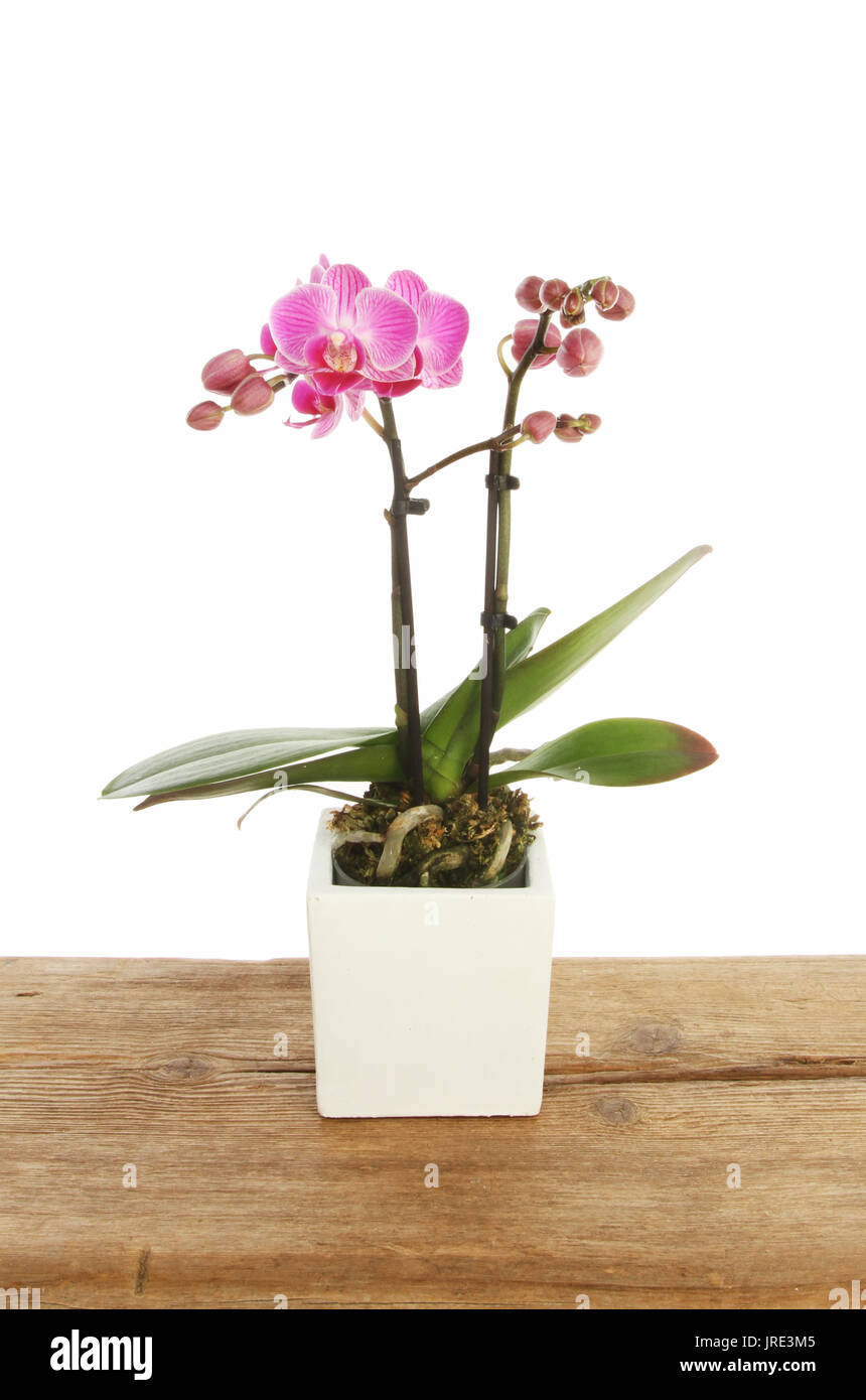 La floraison orchidée pourpre dans un pot sur bois rustique sur un fond blanc. Banque D'Images
