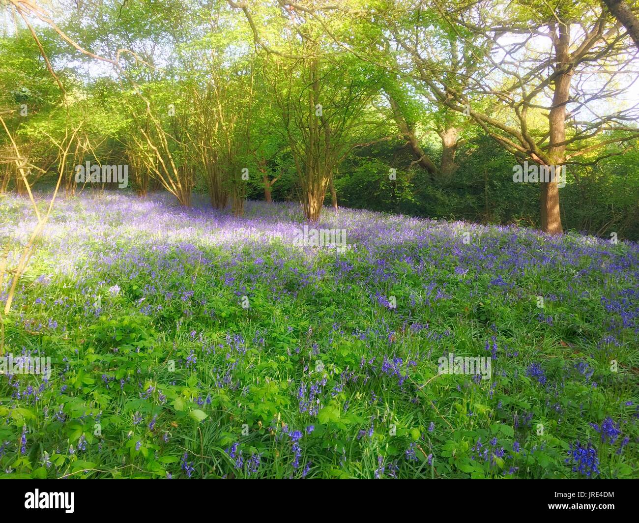 Kent et forestiers avec verger avelines Bluebells printemps Mai 2017 Banque D'Images