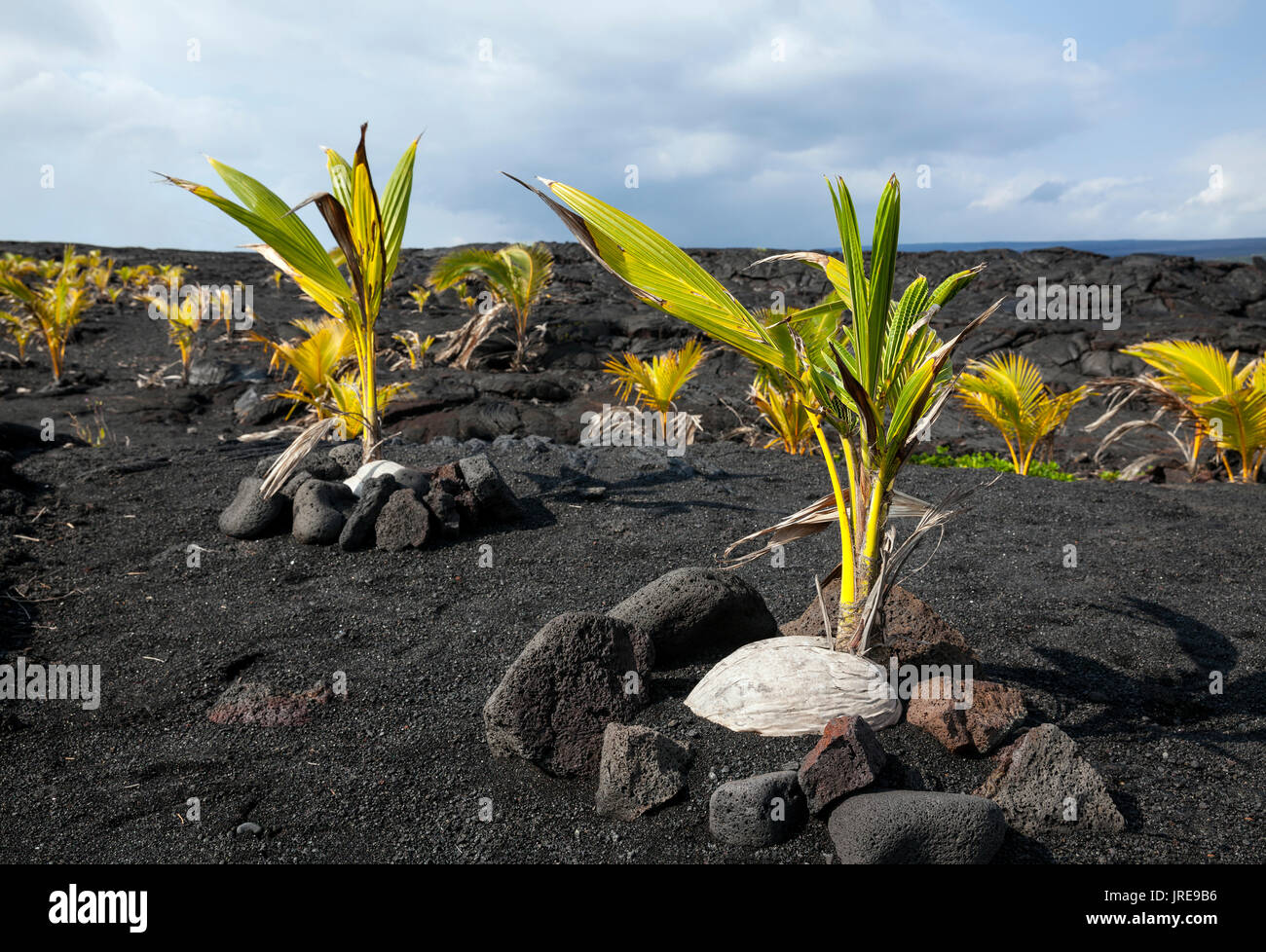 HI00355-00...Hawai'i - cocotiers plantés dans un champ de lave près de Kaimu sur l'île d'Hawai'i. Banque D'Images