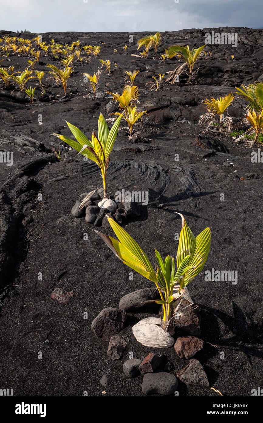 HI00356-00...Hawai'i - cocotiers plantés dans un champ de lave près de Kaimu sur l'île d'Hawai'i. Banque D'Images