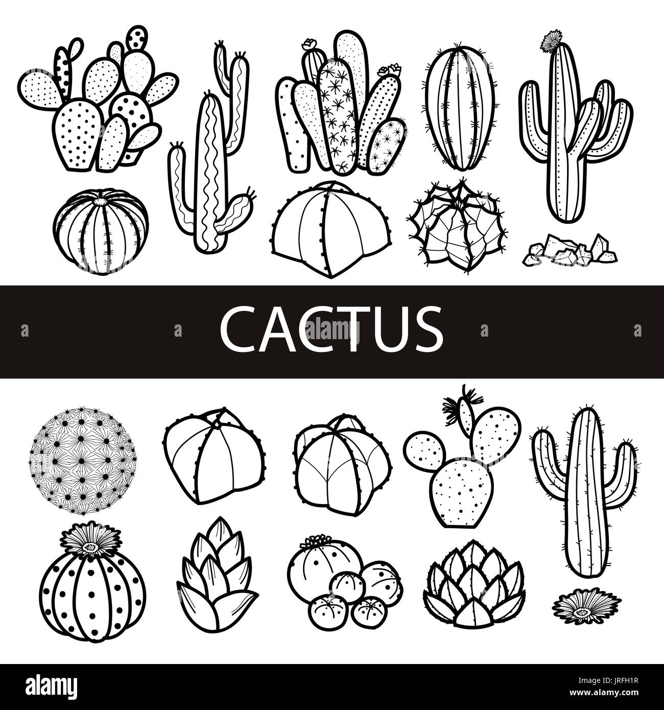 Ensemble de cactus et plantes grasses isolés en contour noir. style dessiné à la main. vector illustration. Banque D'Images