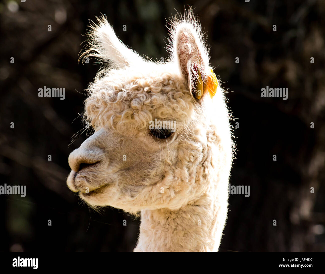 Portrait de lama alpaga blanc on farm Banque D'Images