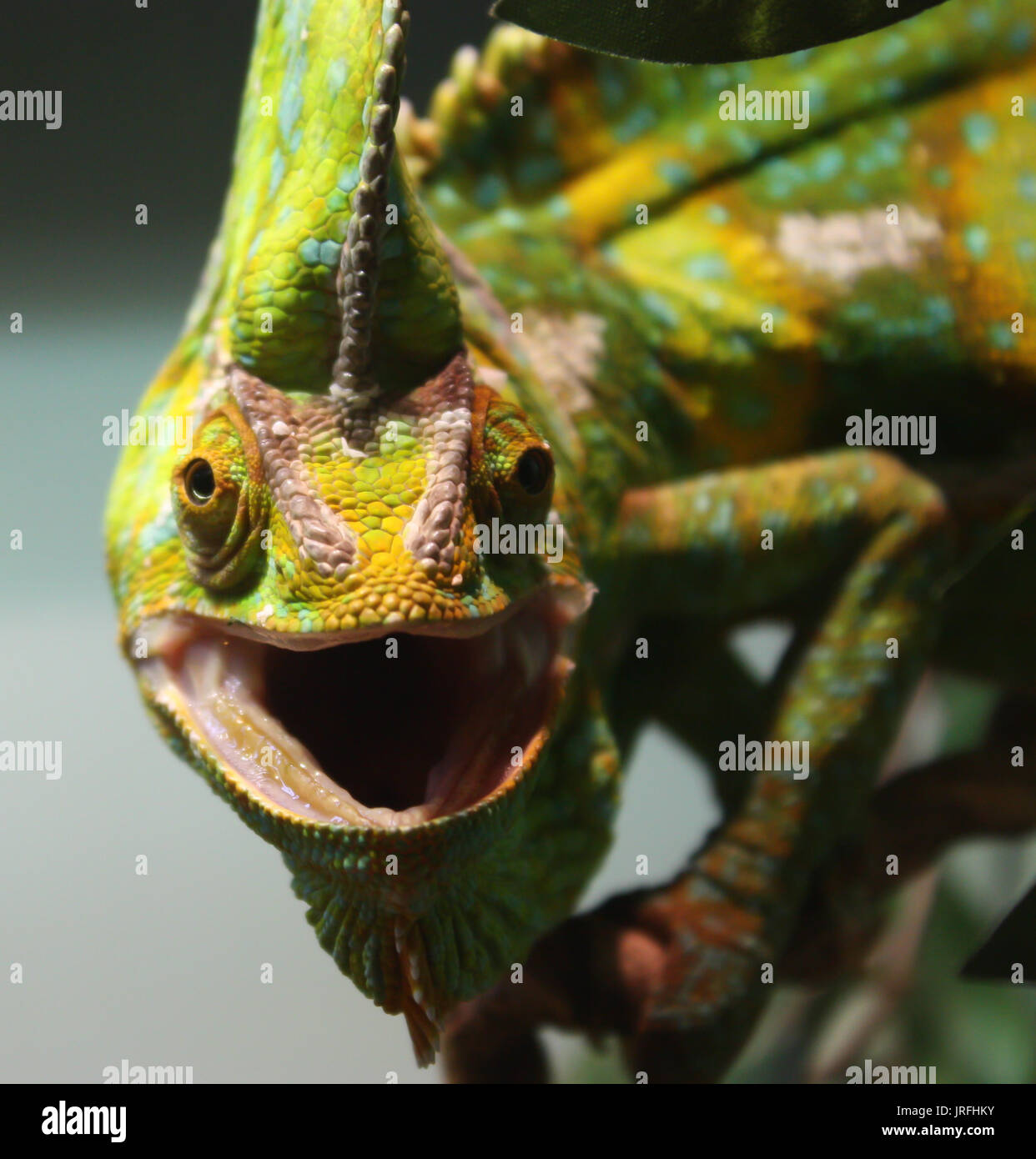 Caméléon Vert lézard reptile avec la bouche ouverte looking at camera Banque D'Images