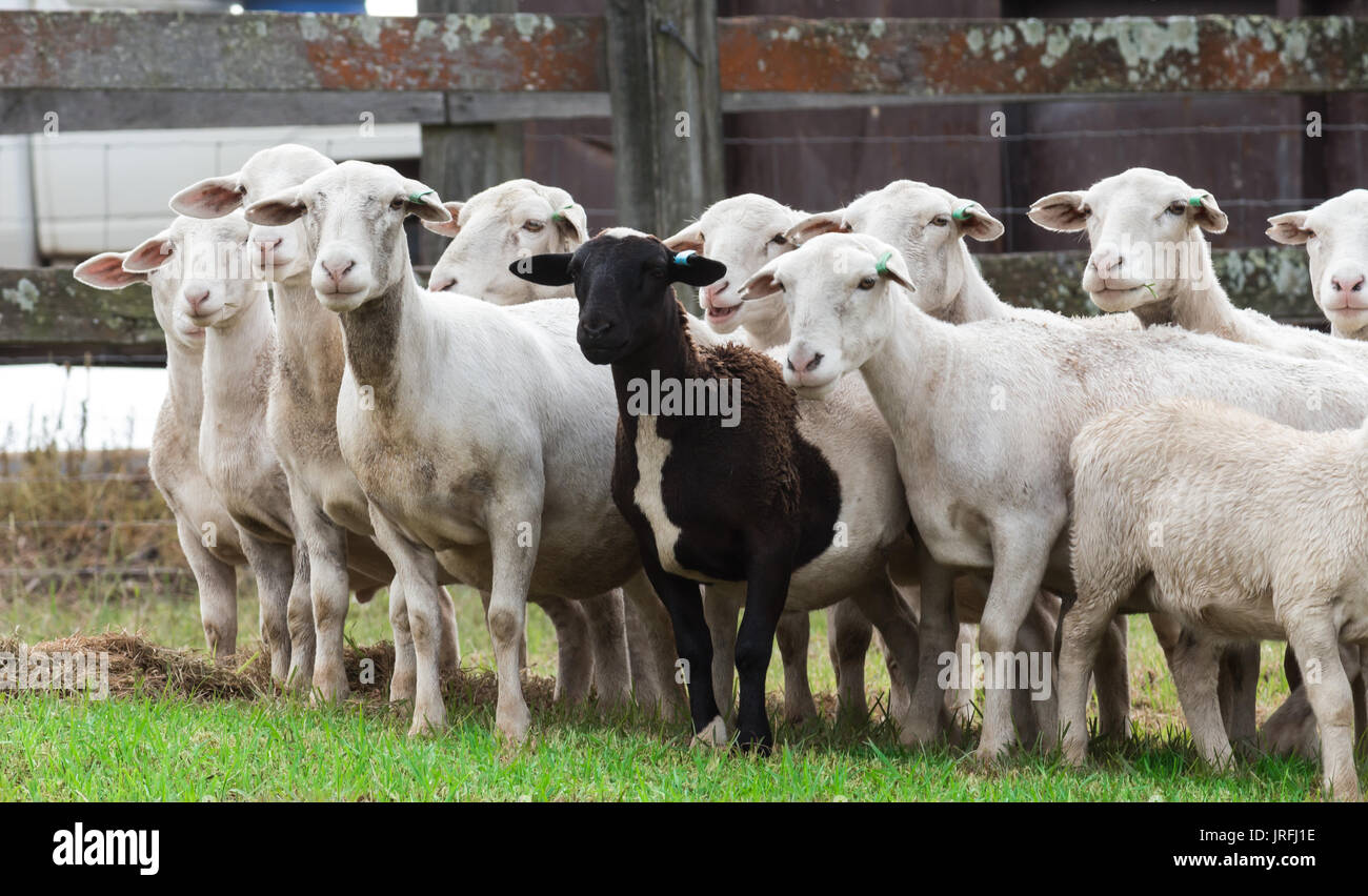 Mouton noir parmi les moutons blancs on farm Banque D'Images