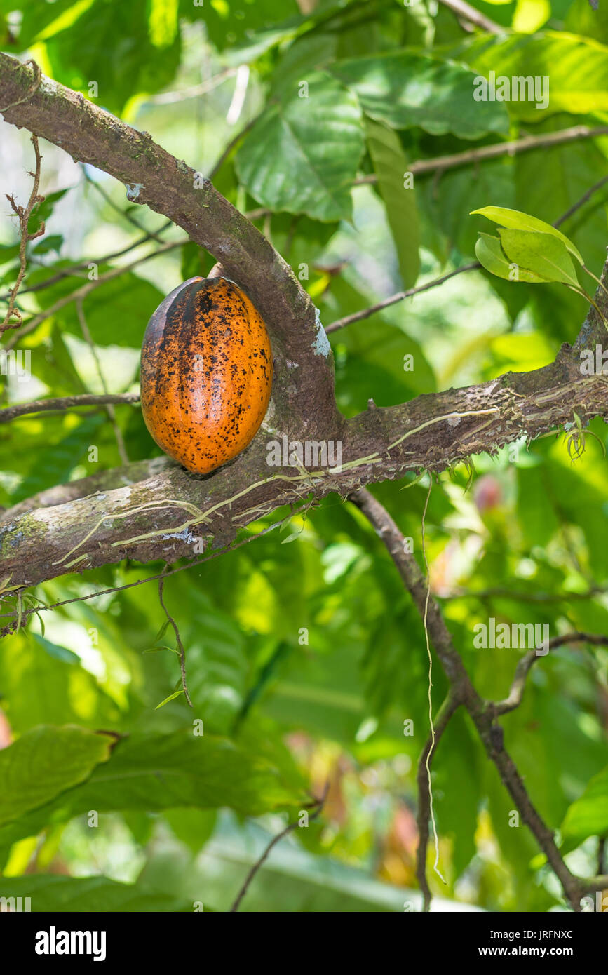 Cacao biologique fruits gousses (Theobroma cacao) suspendu à l'arbre dans la nature. Cacaoyer. Banque D'Images