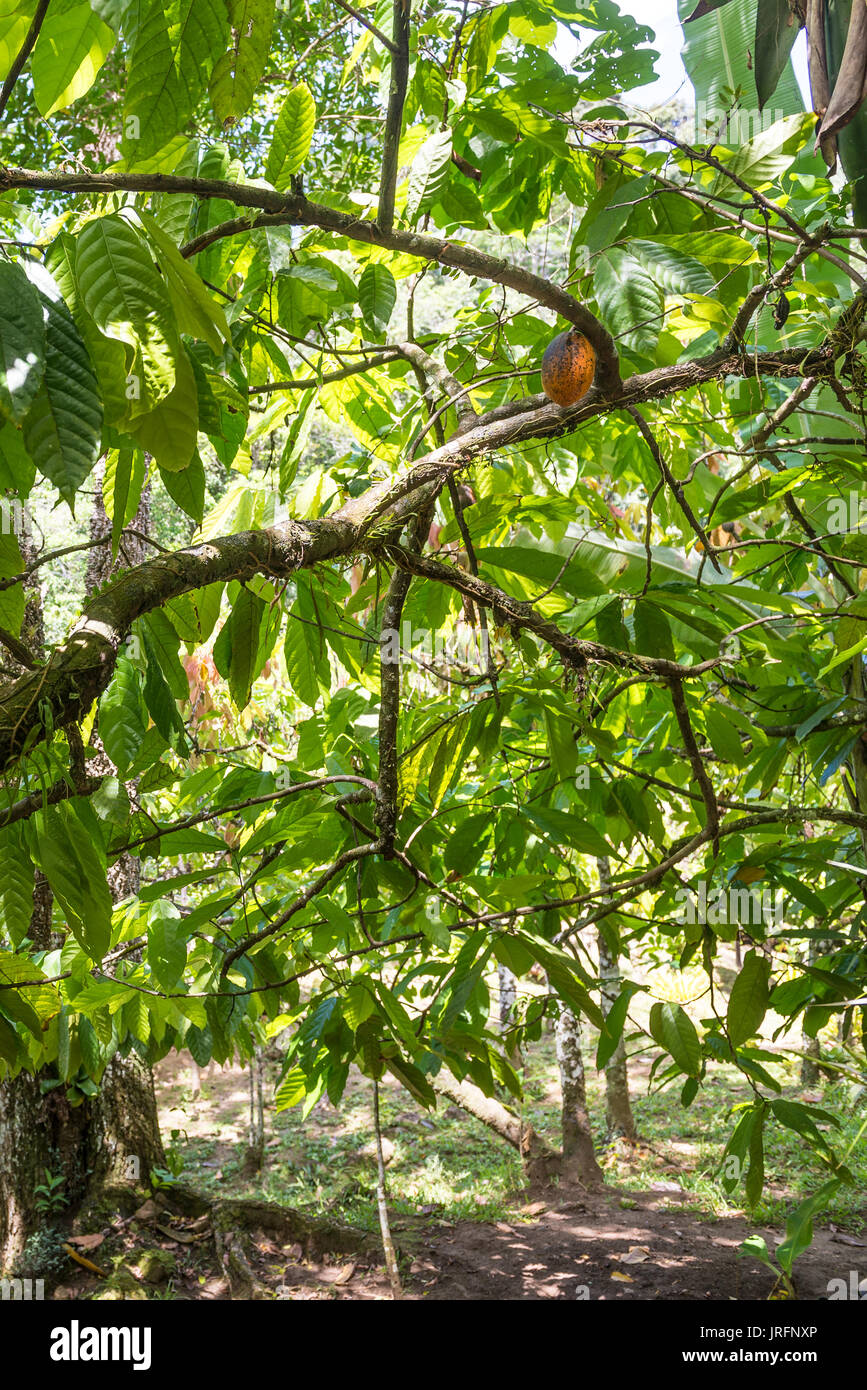 Cacao biologique fruits gousses (Theobroma cacao) suspendu à l'arbre dans la nature. Cacaoyer. Banque D'Images