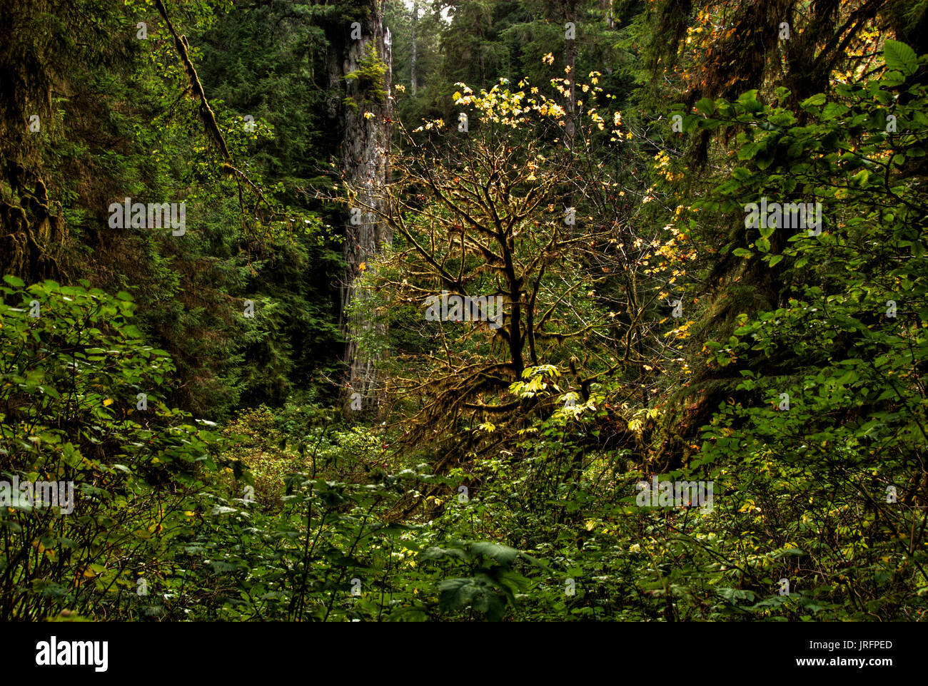 Les arbres, fougères et mousses exsudent vert dans une forêt. Banque D'Images