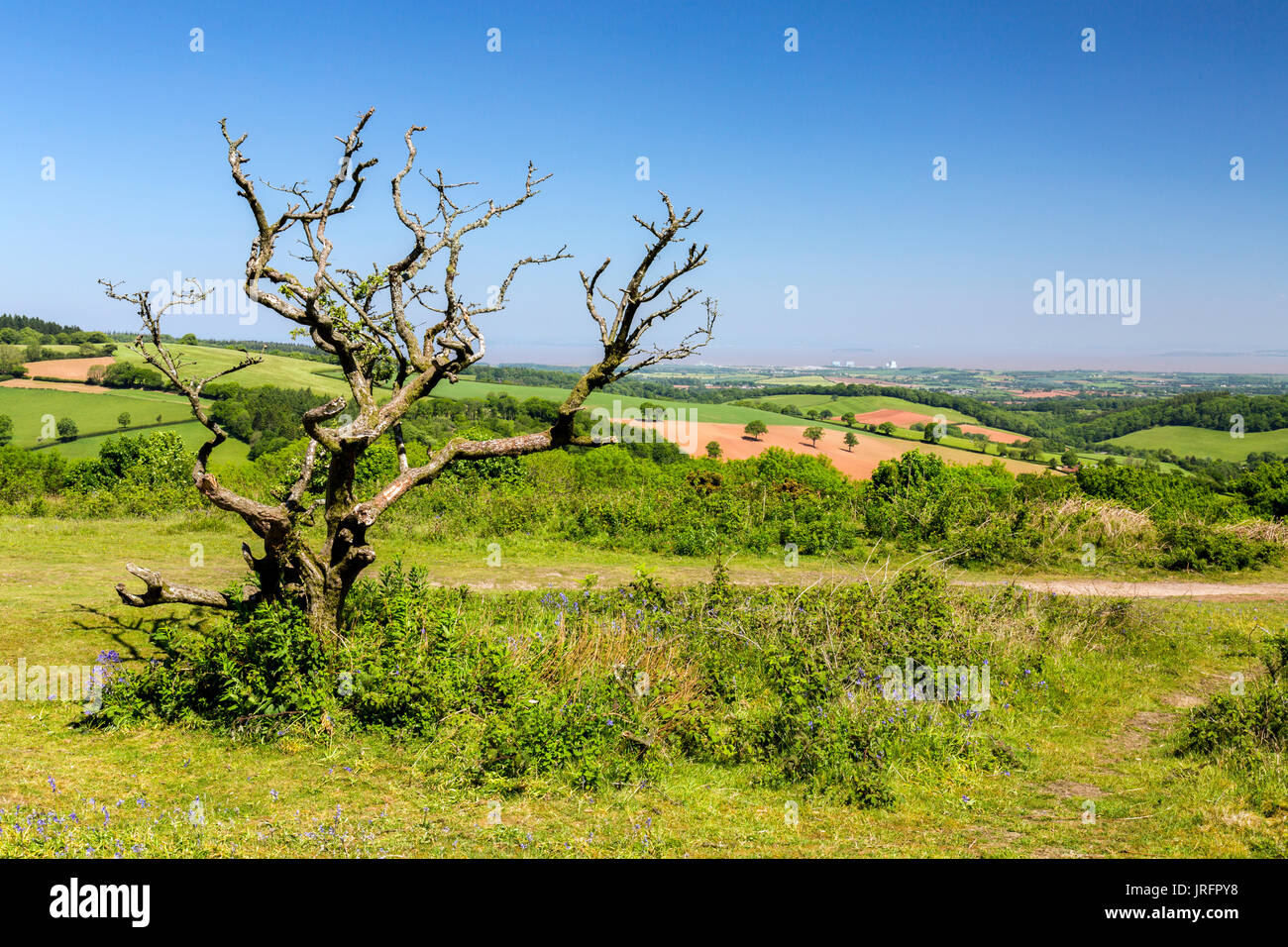 En direction nord depuis le sommet de Cothelstone Hill sur le collines de Quantock à Hinkley Point et le Canal de Bristol, Somerset, England, UK Banque D'Images