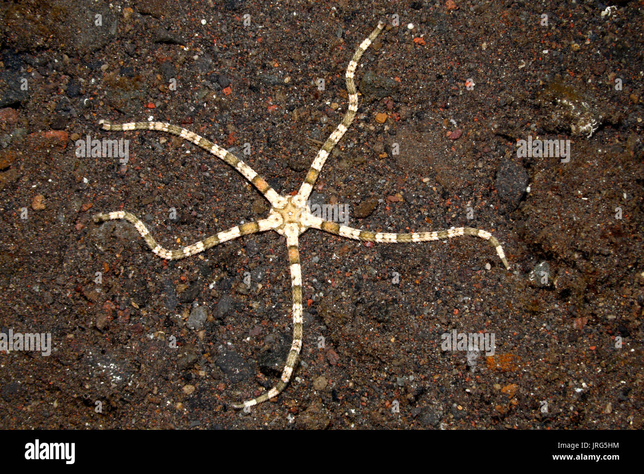 Fragile douceur, étoile Ophiarachnella gorgonia.Tulamben, Bali, Indonésie. La mer de Bali, de l'Océan Indien Banque D'Images