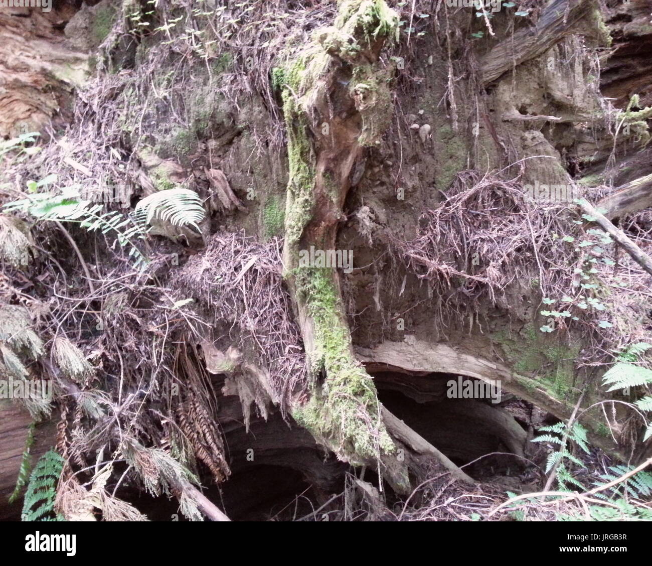 La texture de la forêt Banque D'Images