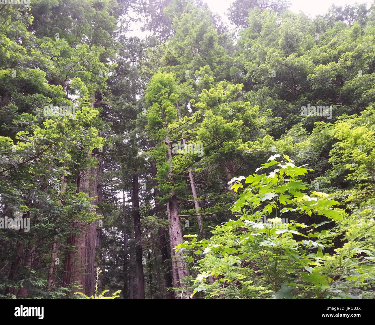 Forêt luxuriante Bois Rouge Banque D'Images