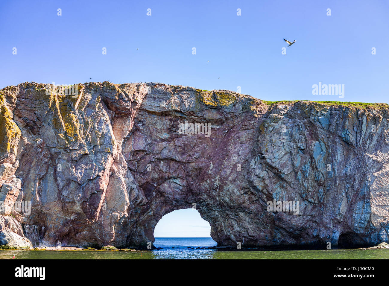 Fou de Bassan bird flying par rocher falaise Rocher Percé en Gaspésie, au Québec, Canada avec arch Banque D'Images