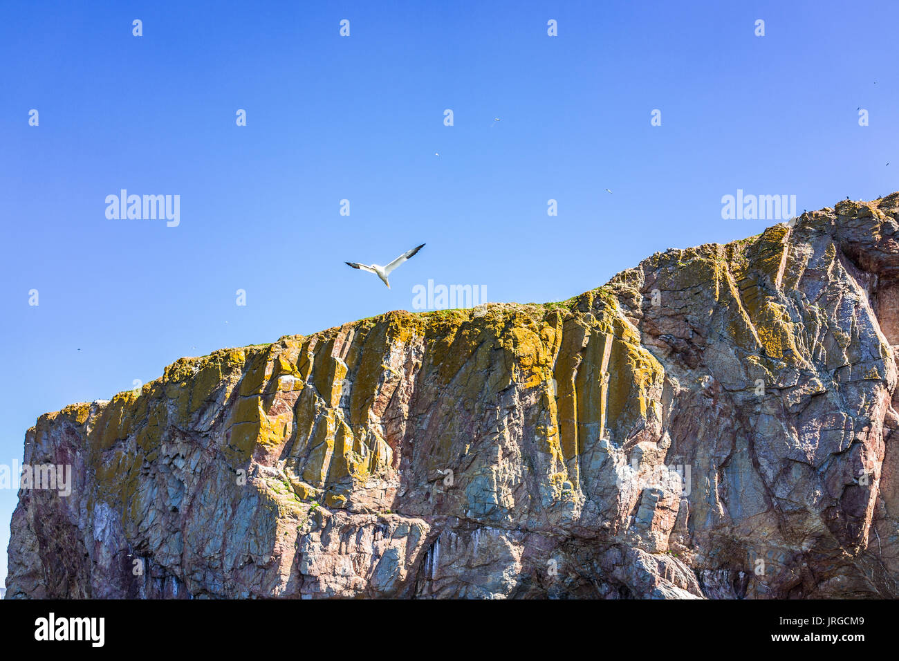 Fou de Bassan bird flying par rocher falaise Rocher Percé en Gaspésie, au Québec, Canada Banque D'Images