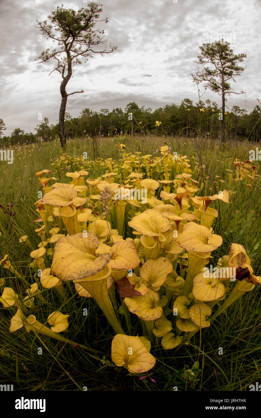 La sarracénie pourpre (Sarracenia jaune flava) est une des plantes emblématiques et uniques de la côte Est des États-Unis. Banque D'Images