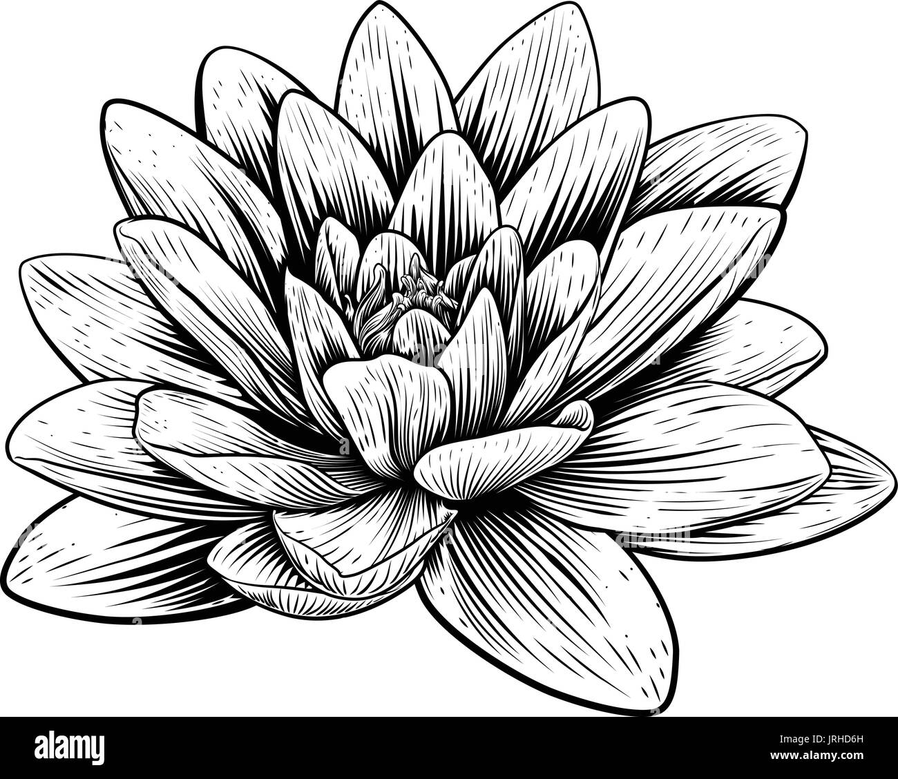 Fleur de Lotus Nénuphar Gravure Gravure sur bois Vintage Illustration de Vecteur