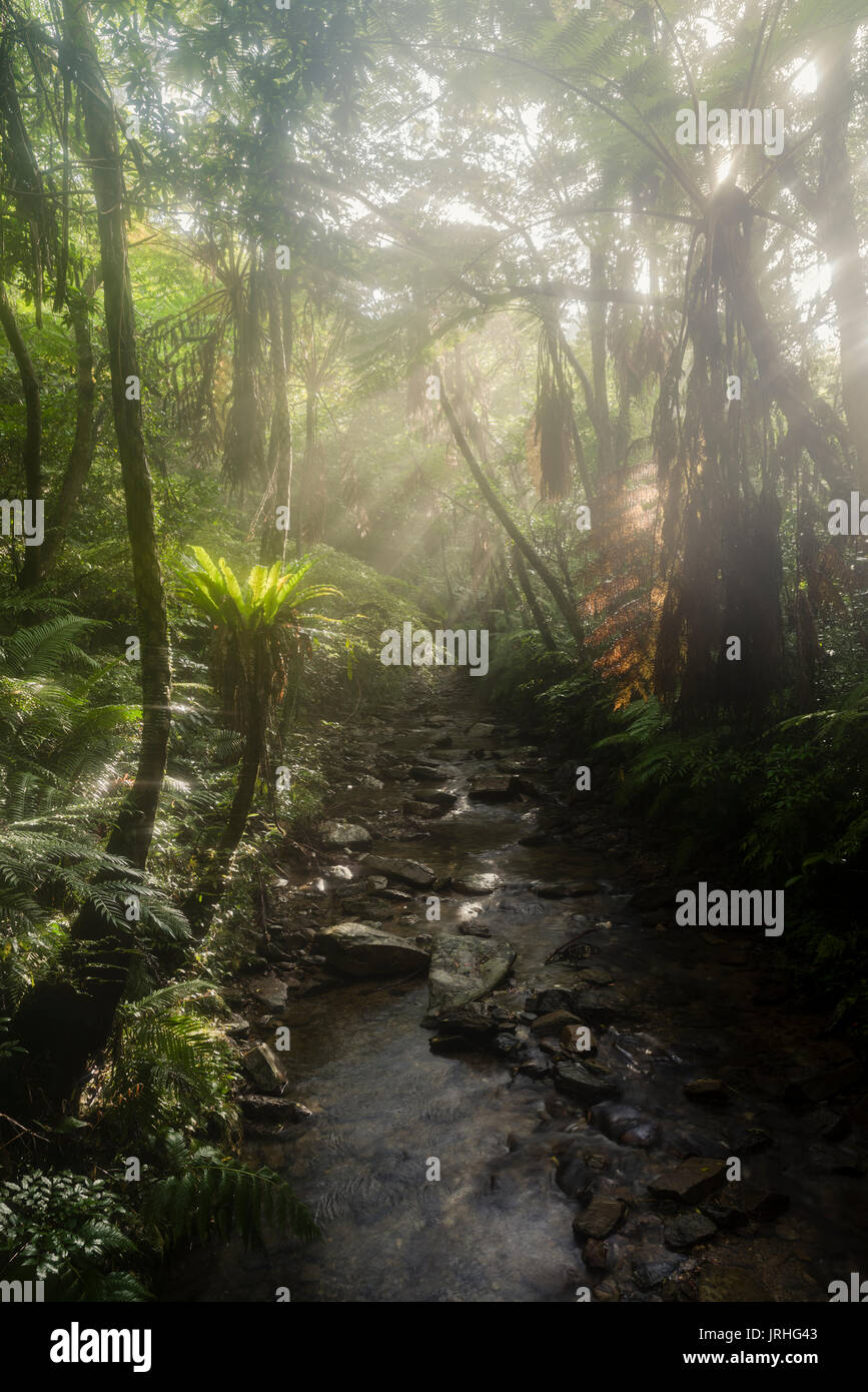 Forêt subtropicale à Okinawa sur la façon d'Fukugawa Falls, Nago, Okinawa, Japon Banque D'Images
