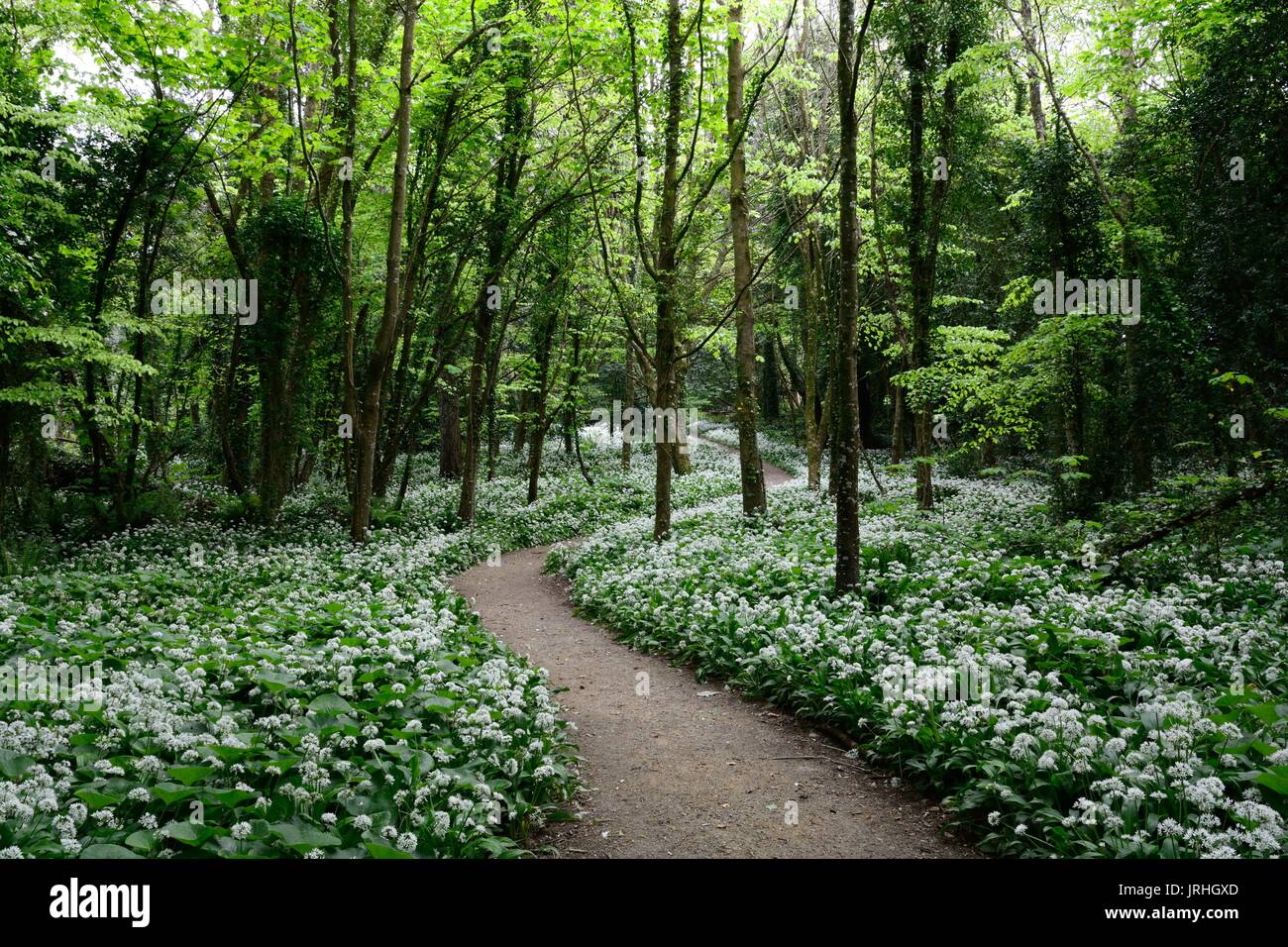 Ramsons Ail d'ursium Stakpole Ramson Allium fleurs Cumru Pembrokeshire Wales UK GO Banque D'Images