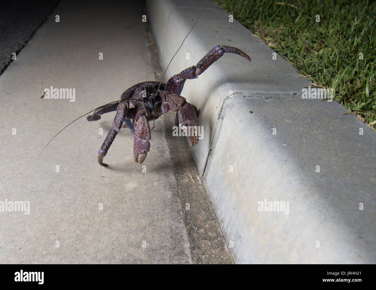 Crabe de cocotier (Birgus latro) surveillance dans Motobu, Okinawa, Japon le plus nord de l'habitat de l'espèce. Crabe de cocotier grimper les freiner. Banque D'Images