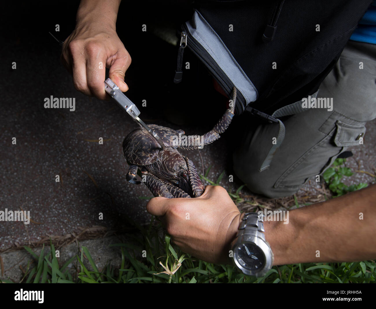 Crabe de cocotier (Birgus latro) surveillance dans Motobu, Okinawa, Japon, biologiste de la Shin-ichiro Oka tagging un crabe. Banque D'Images