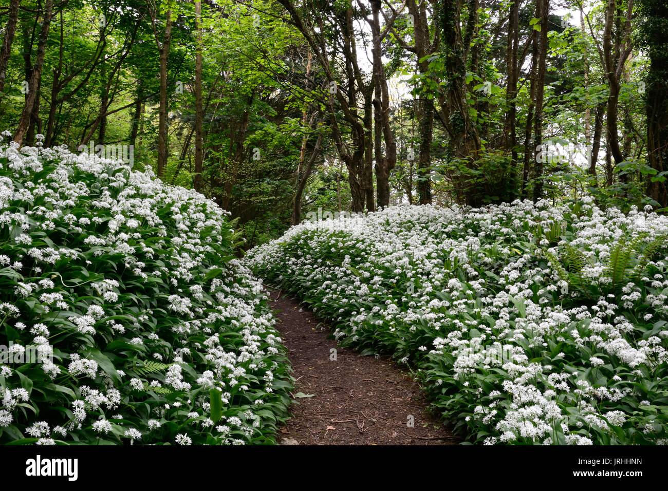 Chemin à travers une profusion de Ramsons Ail d'Ullium ursinum des fleurs au printemps Stackpole, pembrokeshire Wales Cymru UK GO Banque D'Images