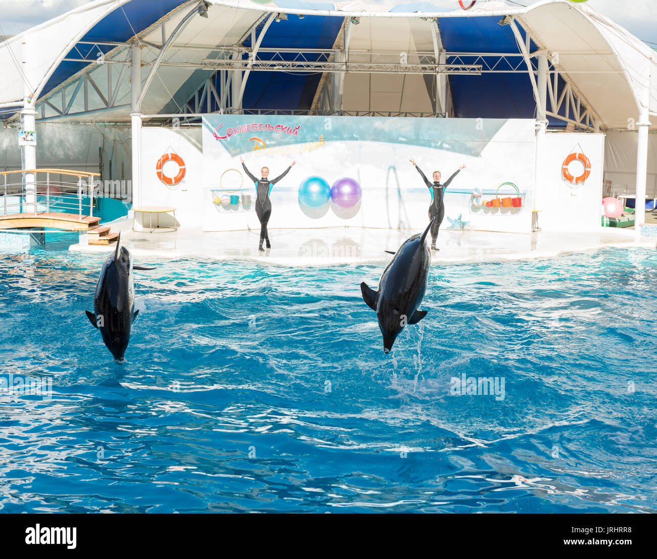 KOKTEBEL, RUSSIE - 20 septembre 2013 - spectacle de dauphins. Des dauphins effectuant cascades dans la piscine Banque D'Images