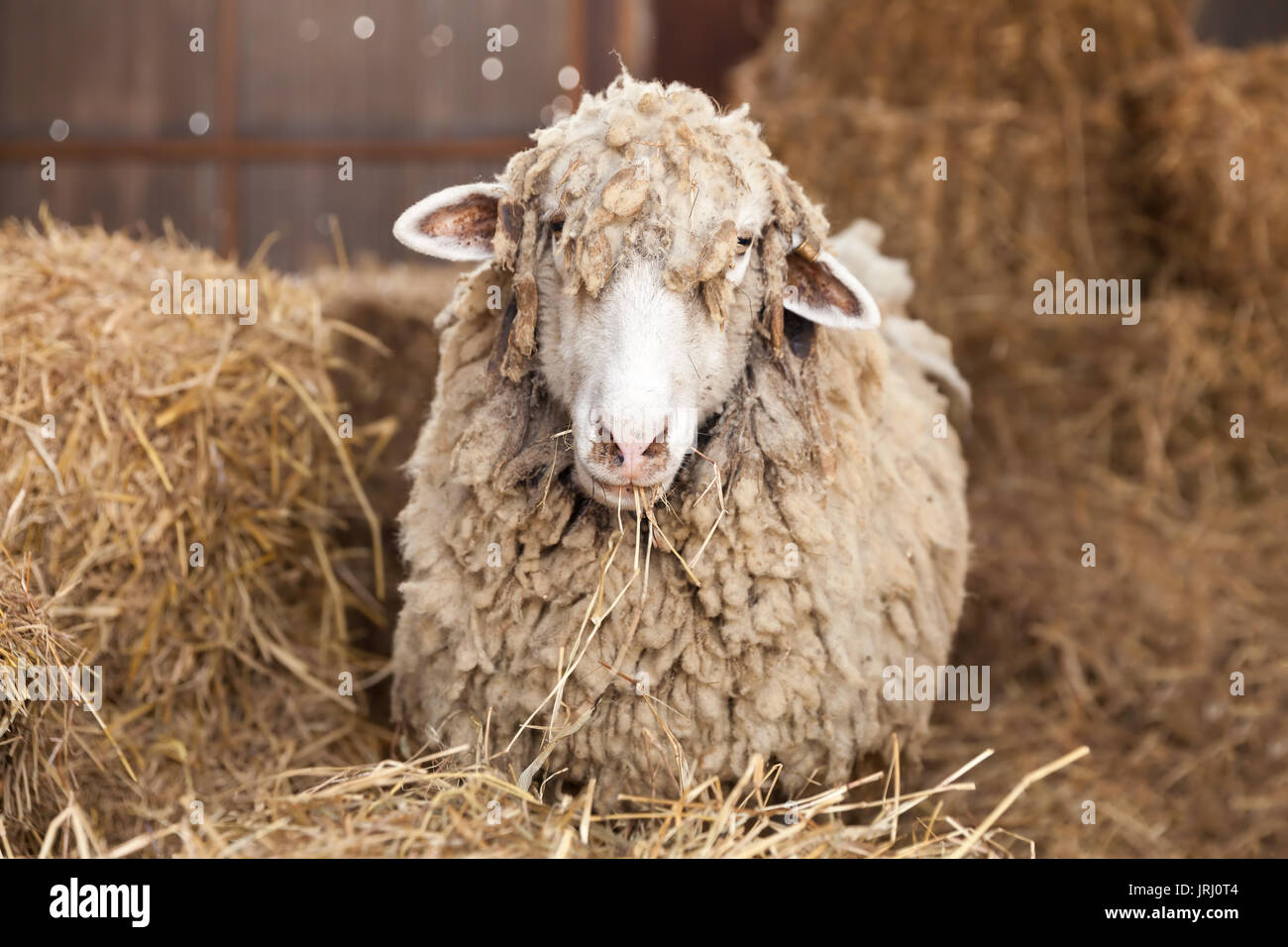 Portrait De Mouton Rigolo Photo Stock Alamy