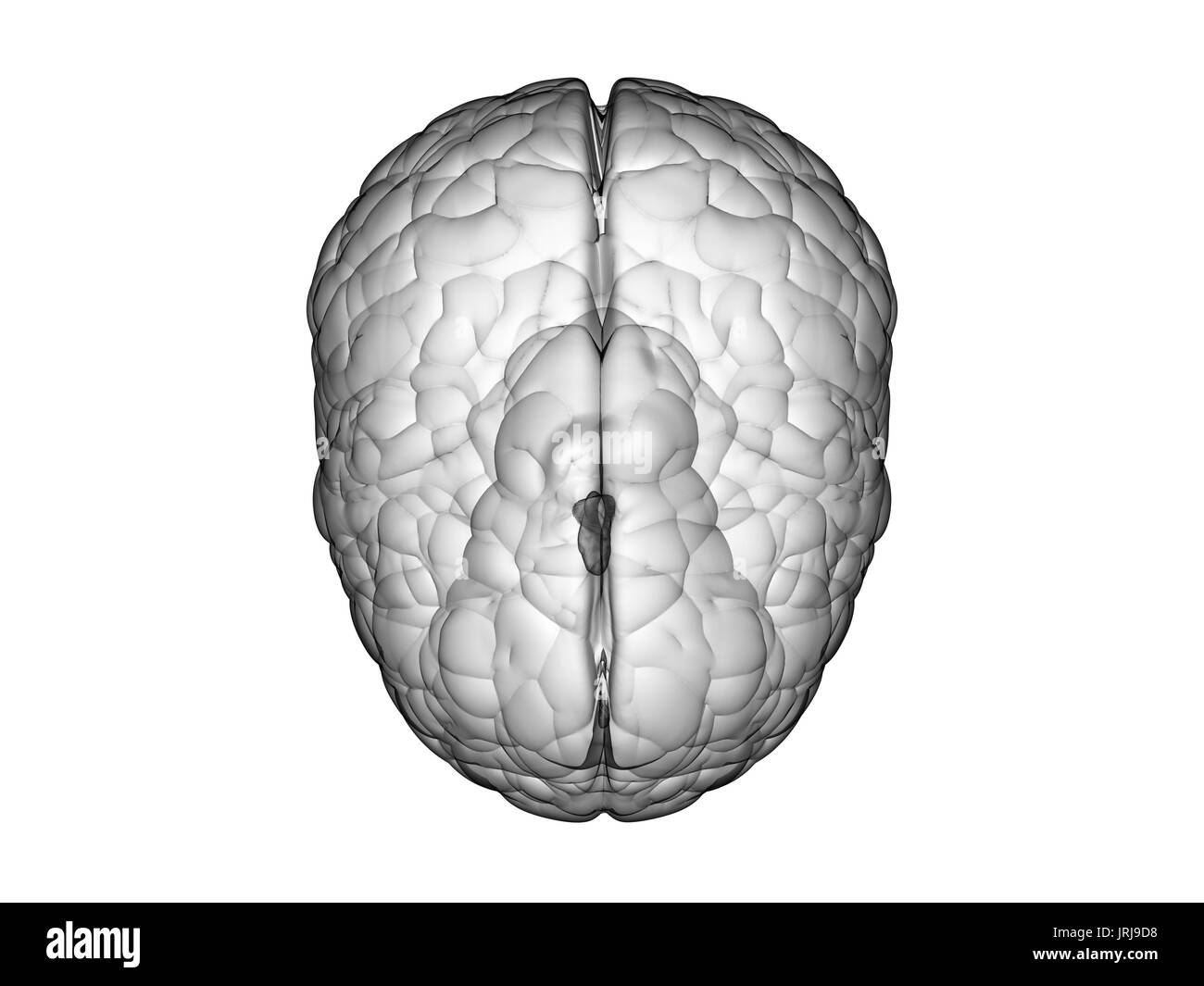 Le rendu 3D du cerveau blanc sur fond blanc Banque D'Images