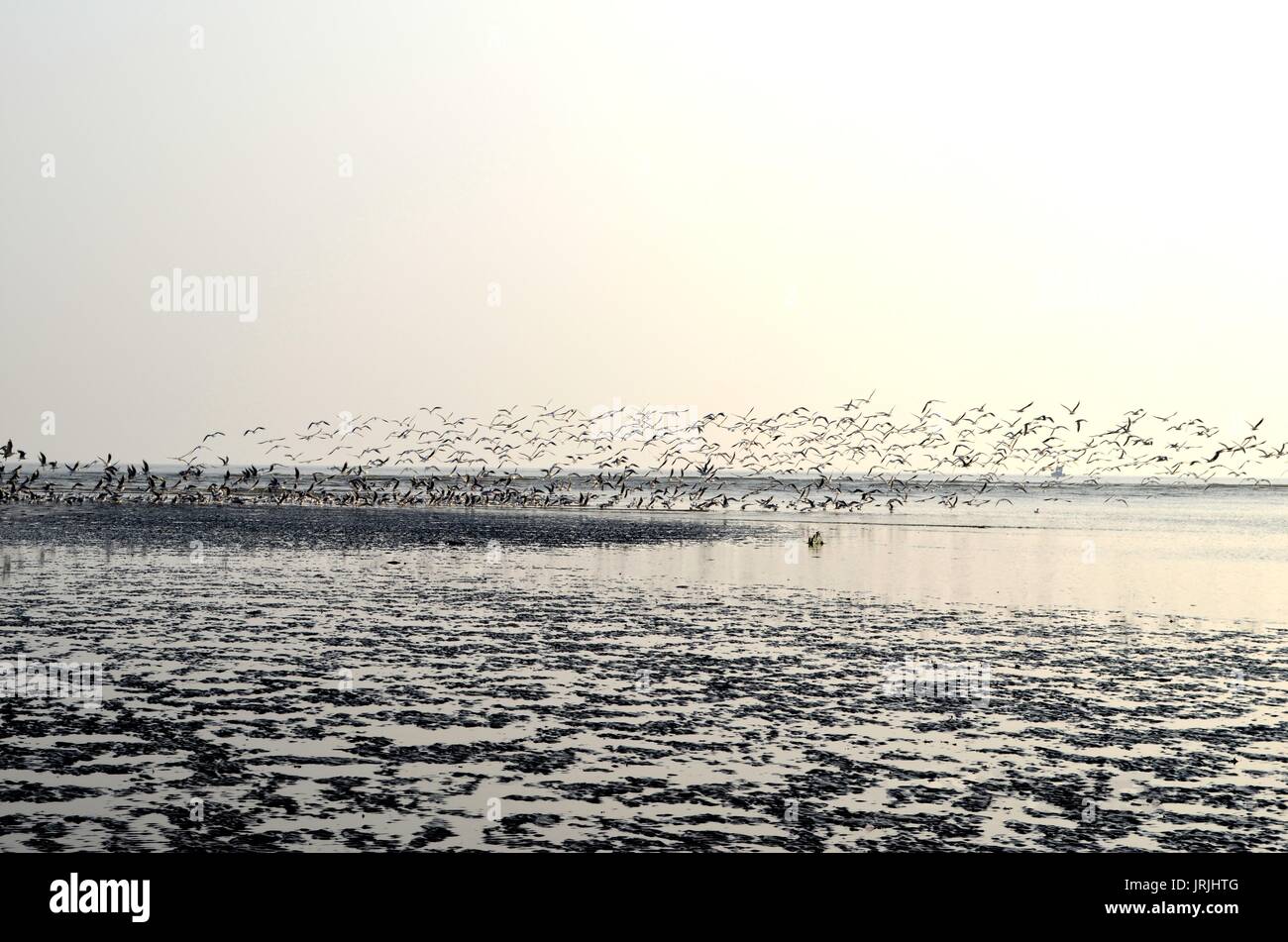 Oiseaux volant au-dessus de l'océan Banque D'Images