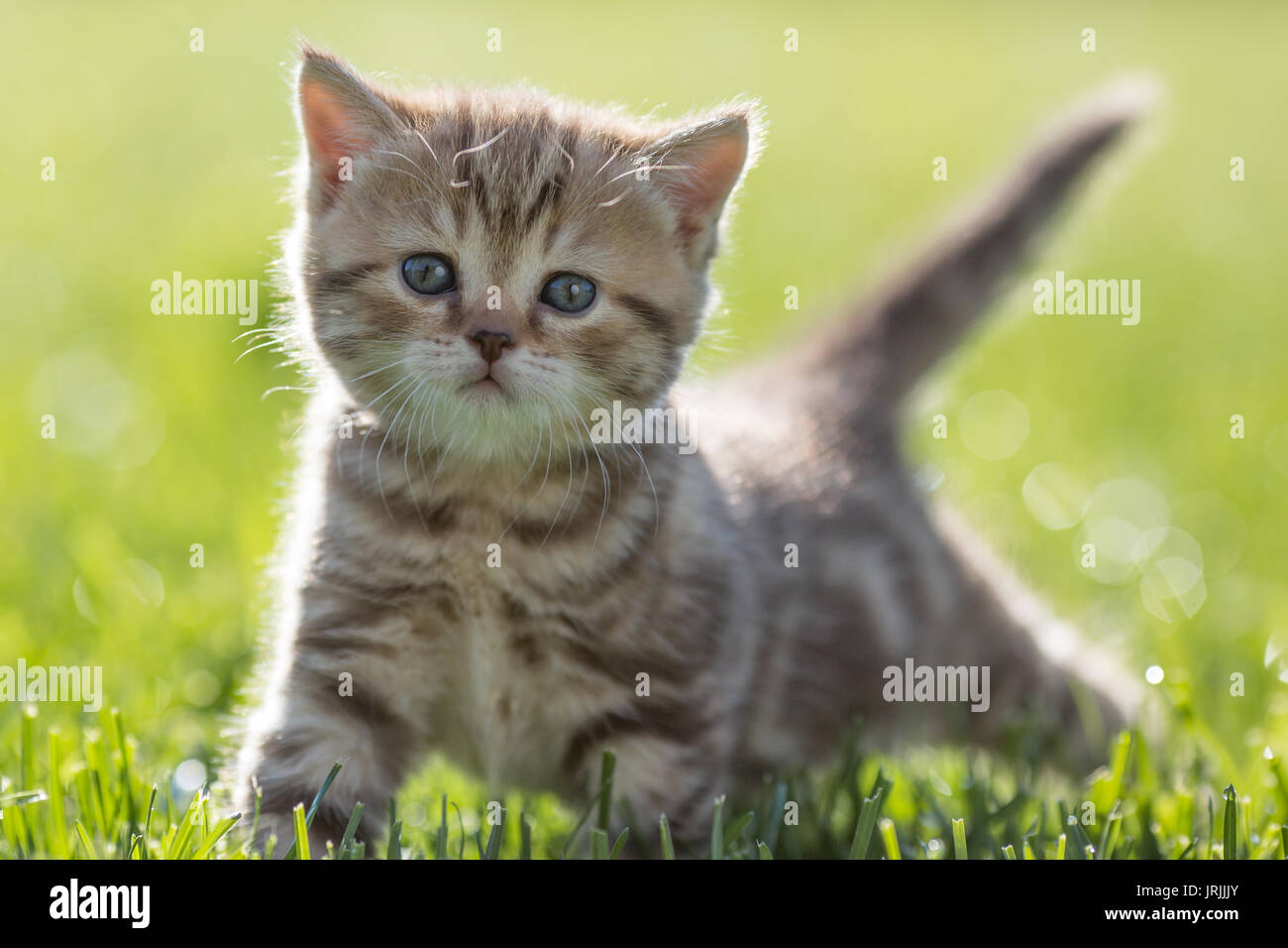 Jeune chat debout dans l'herbe verte Banque D'Images