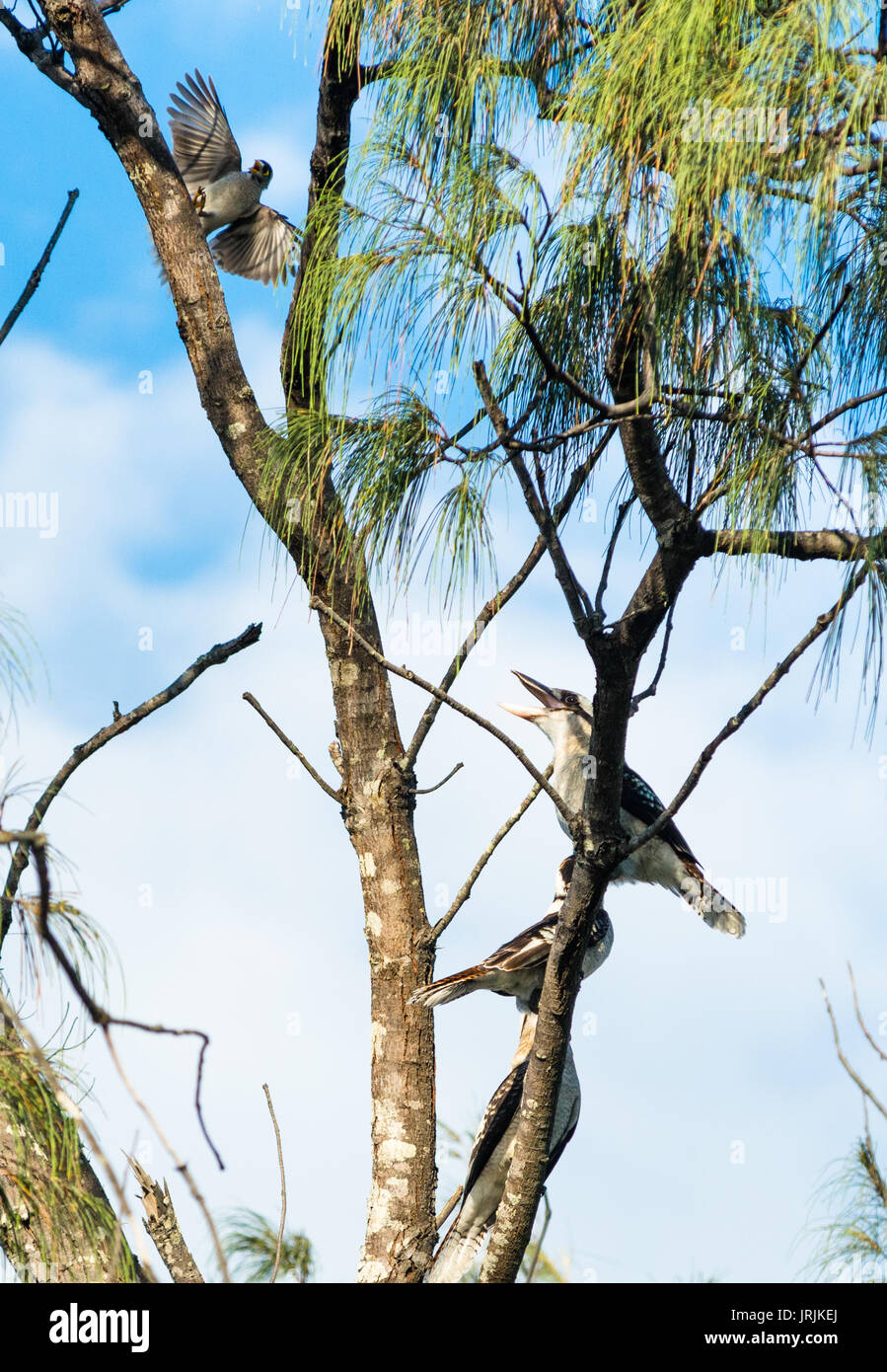 Three laughing Kookaburras sur arbre à Byron Bay, NSW, Australie. Banque D'Images