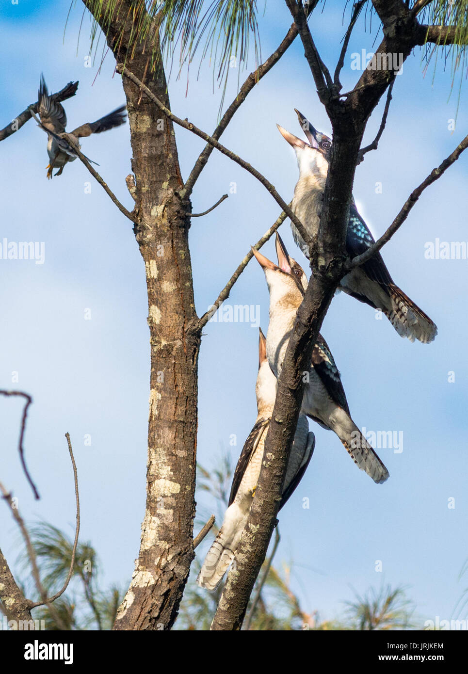 Three laughing Kookaburras sur arbre à Byron Bay, NSW, Australie. Banque D'Images