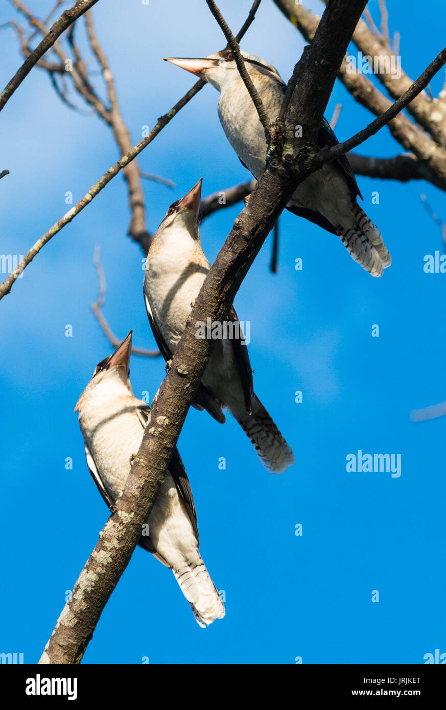 Kookaburras trois dans une rangée à Byron Bay, NSW, Australie. Banque D'Images