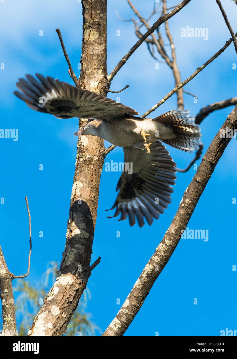 Kookaburra en vol dans la région de Cape Byron Bay, NSW, Australie. Banque D'Images