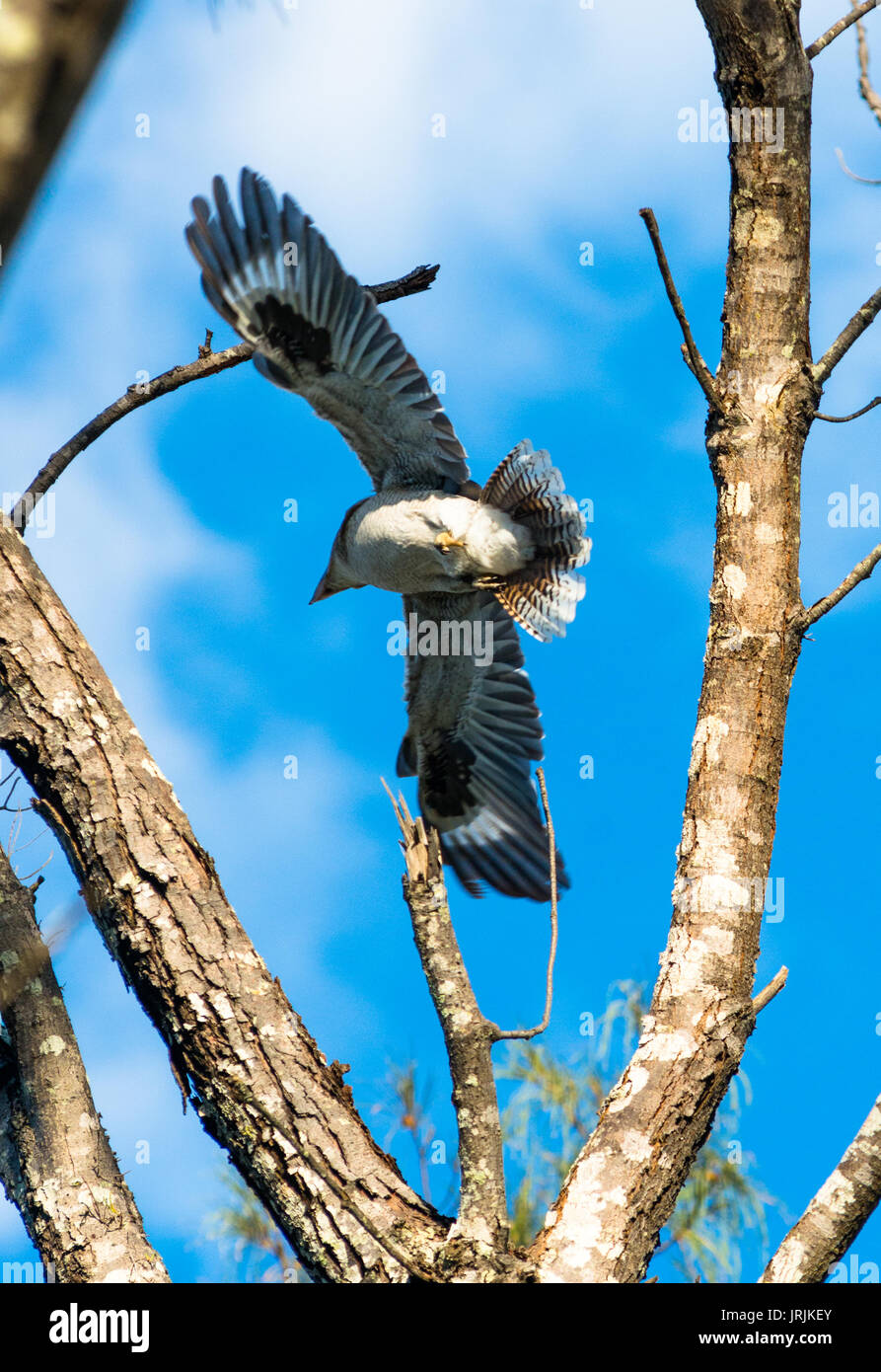 Kookaburra en vol dans la région de Cape Byron Bay, NSW, Australie. Banque D'Images