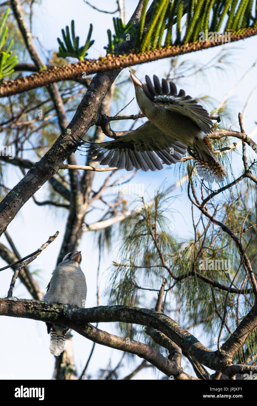 Kookaburra en vol dans la région de Cape Byron Bay, NSW, Australie. Banque D'Images