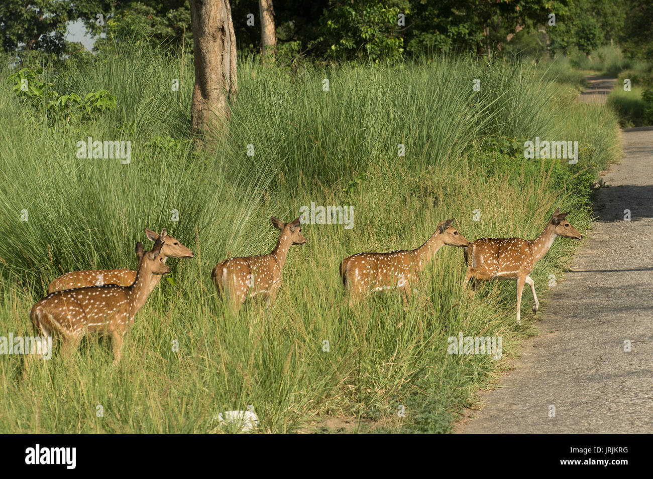 Repéré Dee ou Cheetal, Axis axis, cervidés, parc national de Rajaji, Inde Banque D'Images