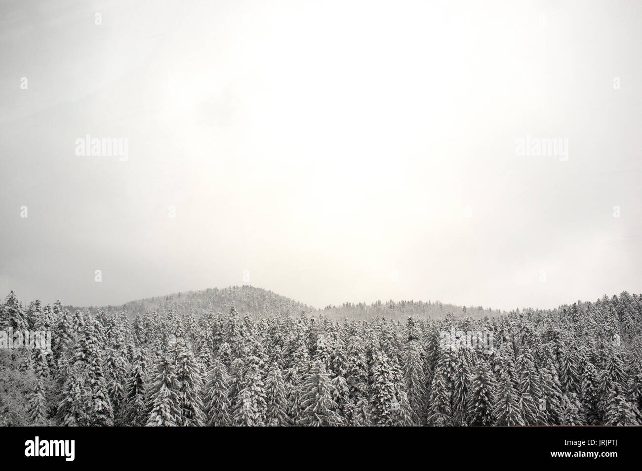 Une forêt croate dans la neige Banque D'Images