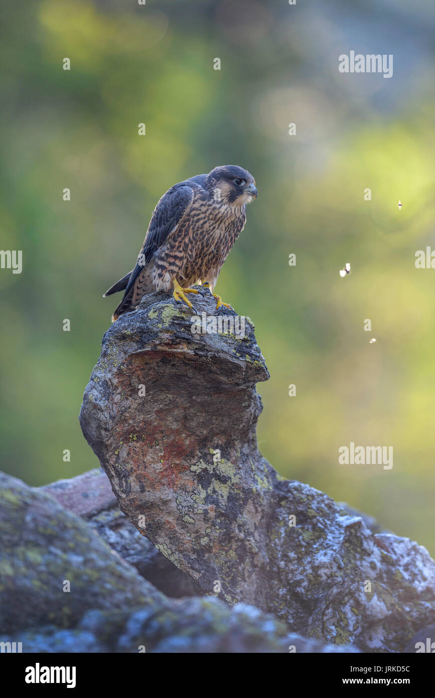 Le faucon pèlerin (Falco peregrinus), jeune oiseau posé sur la roche, réserve naturelle de la forêt bavaroise, Bavière, Allemagne Banque D'Images