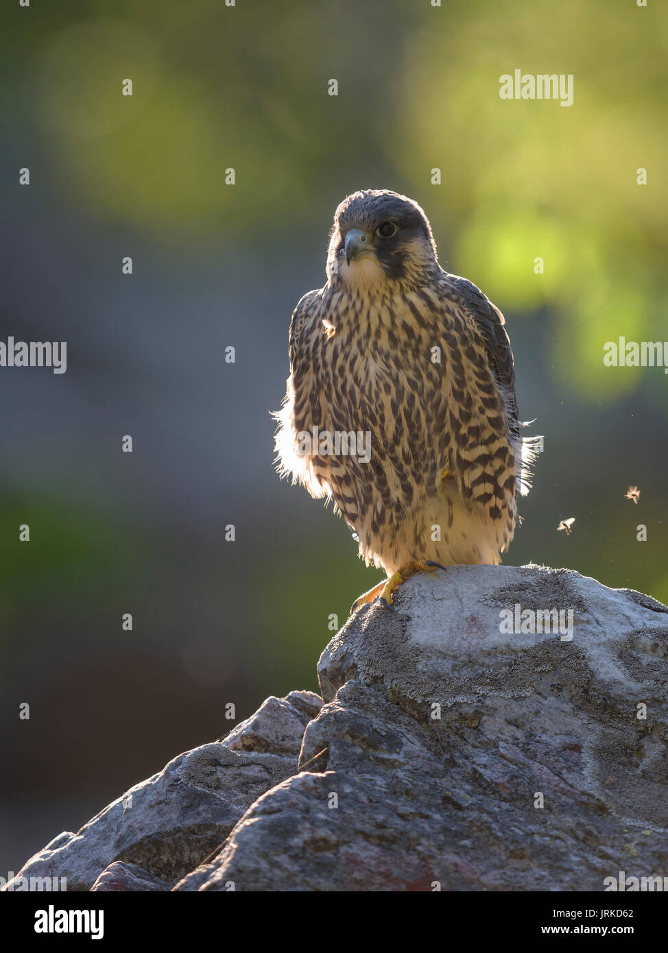 Le faucon pèlerin (Falco peregrinus), jeune oiseau posé sur la roche, rétroéclairé, réserve naturelle de la forêt bavaroise, Bavière, Allemagne Banque D'Images
