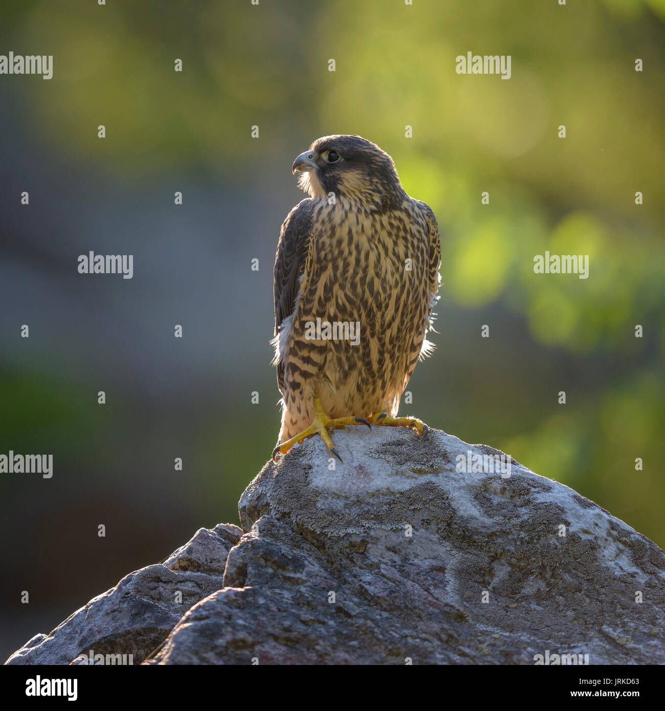 Le faucon pèlerin (Falco peregrinus), jeune oiseau posé sur la roche, rétroéclairé, réserve naturelle de la forêt bavaroise, Bavière, Allemagne Banque D'Images