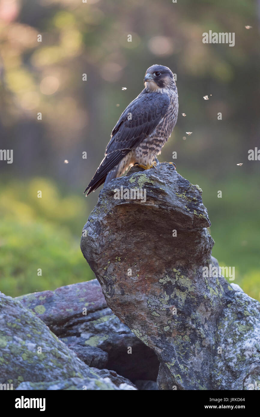 Le faucon pèlerin (Falco peregrinus), jeune oiseau posé sur la roche, réserve naturelle de la forêt bavaroise, Bavière, Allemagne Banque D'Images
