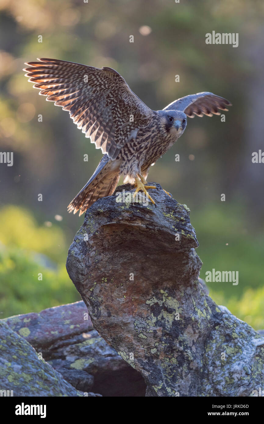 Le faucon pèlerin (Falco peregrinus), jeune oiseau posé sur la roche et battre avec les ailes, rétroéclairé Banque D'Images