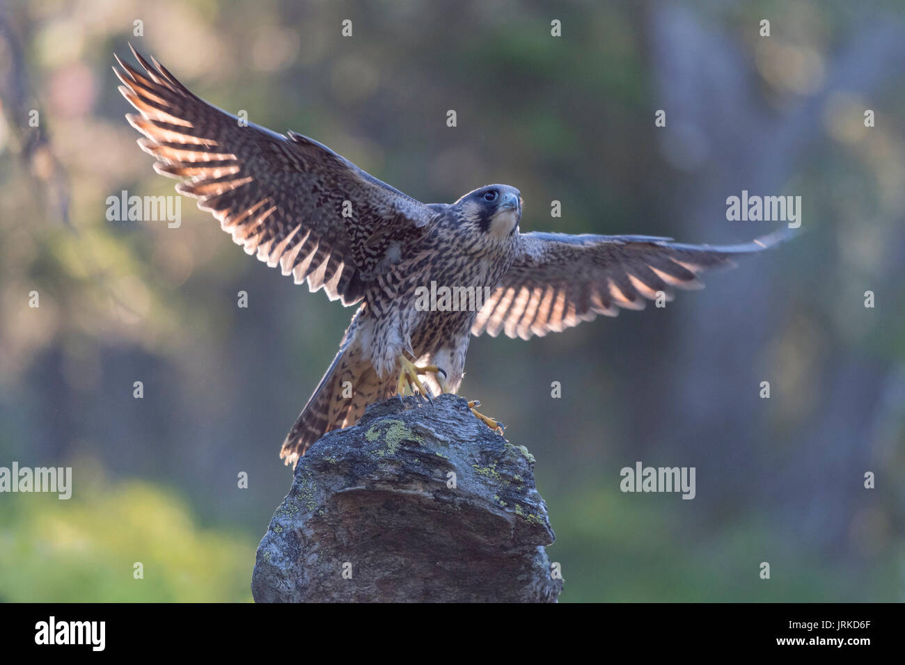 Le faucon pèlerin (Falco peregrinus), jeune oiseau posé sur la roche avec spreaded ailes, rétroéclairage, réserve naturelle de la forêt de Bavière Banque D'Images